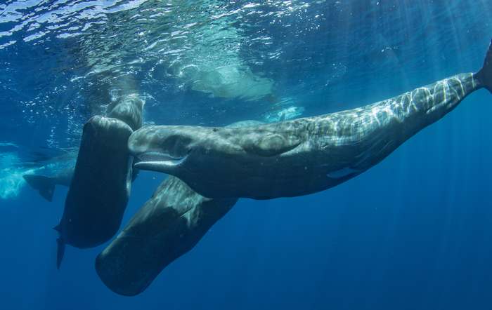 Кашалот (Physeter catodon), фото киты фотография