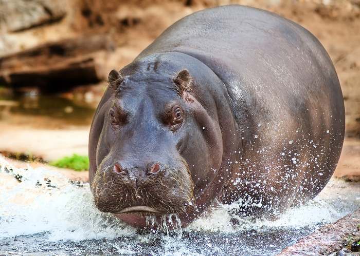 Бегемот (Hippopotamus amphibius), фото фотография картинка