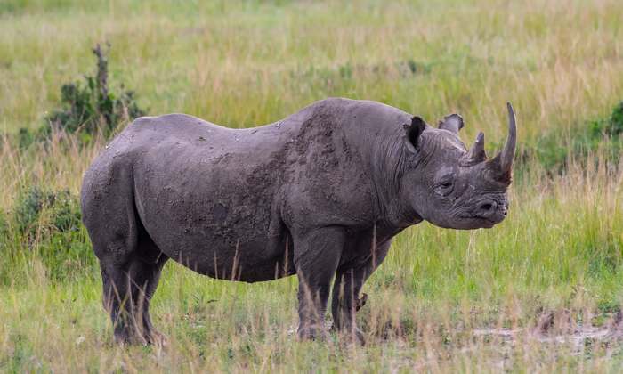 Черный носорог (Rhinoceros bicornis), фото непарнокопытные животные картинка