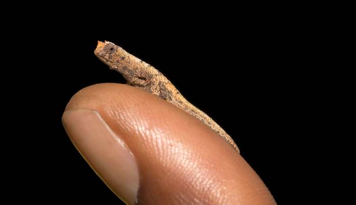 Хамелеон малая брукезия (Brookesia minima), самая маленькая мелкая рептилия на Земле, фото рептилии картинка