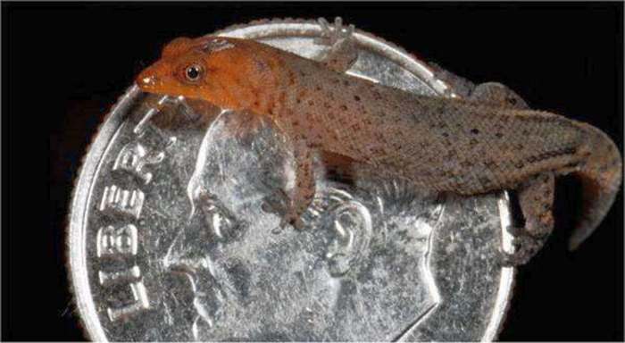 Карликовый геккон (Sphaerodactylus ariasae), фото рептилии картинка
