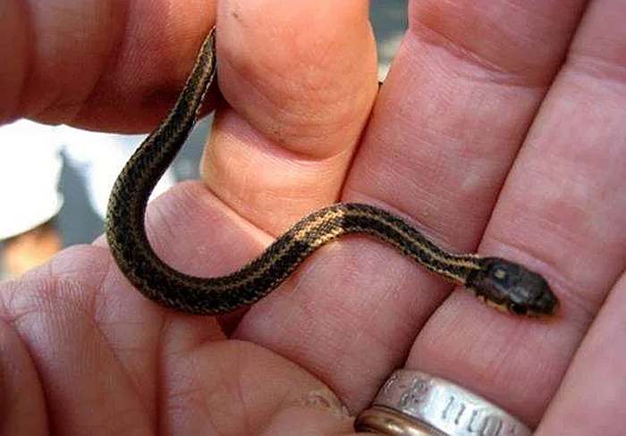 Tetracheilostoma carlae - самая мелкая змея на планете земле, фото рептилии картинка