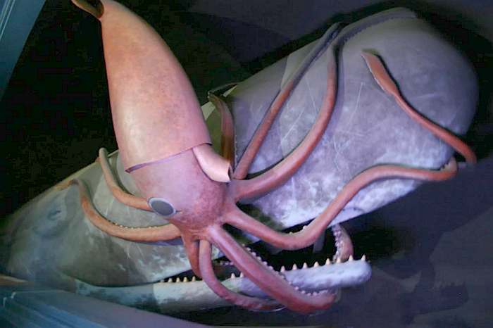 Гигантский кальмар-каннибал напал на кашалота, картинка изображение