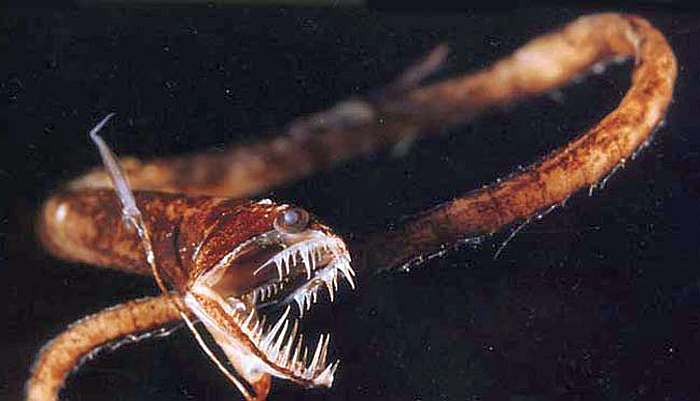 Рыба-дракон, идиакант (Idiacanthus), фото рыбы фотография