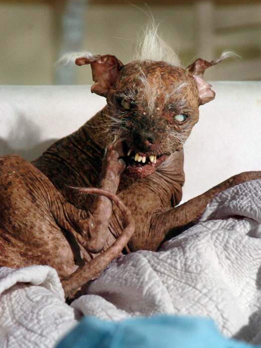 Помесь чихуахуа и китайской хохлатой собачки, фото самая страшная собака на планете, фото фотография