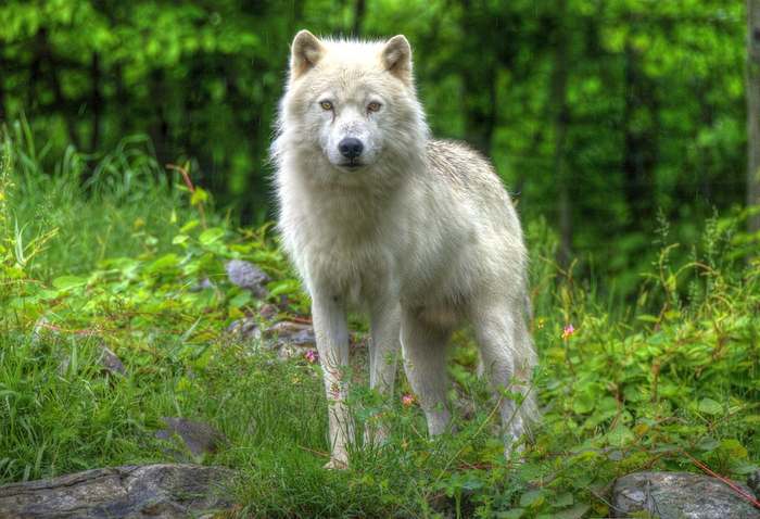 Полярный волк (Canis lupus tundrarum), фото хищные животные фотография