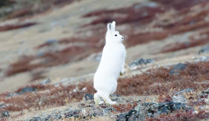 Арктический заяц, полярный заяц (Lepus arcticus), фото животные фотография
