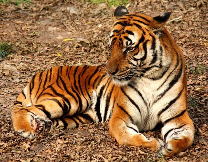 Китайский тигр (Panthera tigris amoyensis), фото хищники картинка