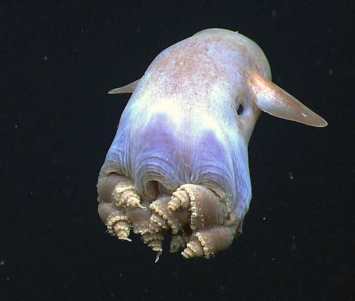 Осьминог Дамбо октопус, или гримпотевтис (Grimpoteuthis), фото головоногий моллюск фотография