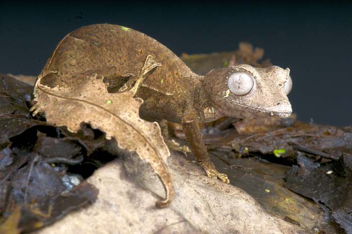 Листоподобный геккон (Uroplatus phantasticus), фото рептилии фотография