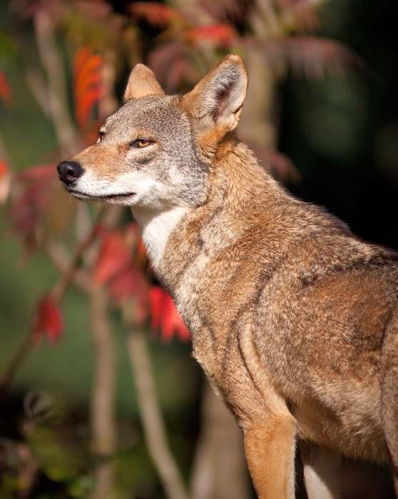 Рыжий волк (Canis rufus), фото хищные животные фотография