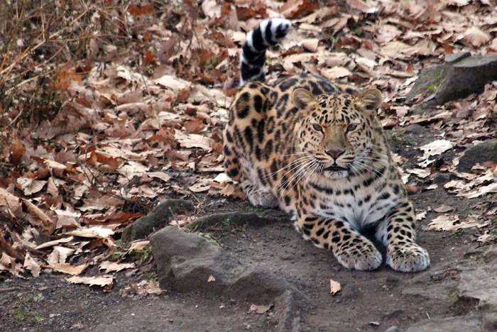 Дальневосточный леопард (Panthera pardus orientalis), фото животные картинка