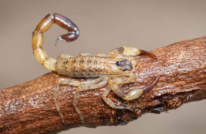 Скорпион лейурус квинкестриатус (Leiurus quinquestriatus), фото членистоногие фотография