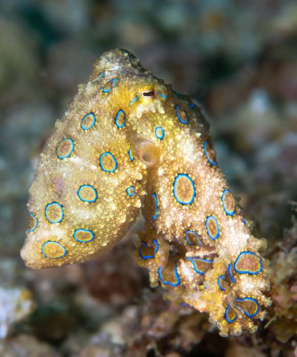 Синекольчатый осьминог (Hapalochlaena lunulata), фото головоногие моллюски фотография