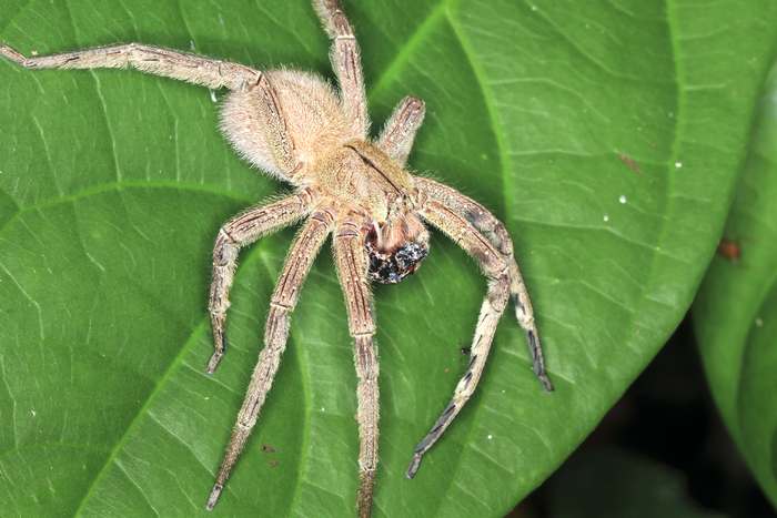 Бразильский странствующий паук (Phoneutria), фото членистоногие фотография