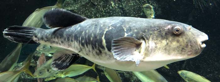 Рыба Фугу (Takifugu rubripes), фото ядовитые рыбы картинка