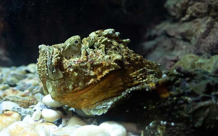 Рыба-камень, или бородавчатка (Synanceia verrucosa), фото рыбы картинка