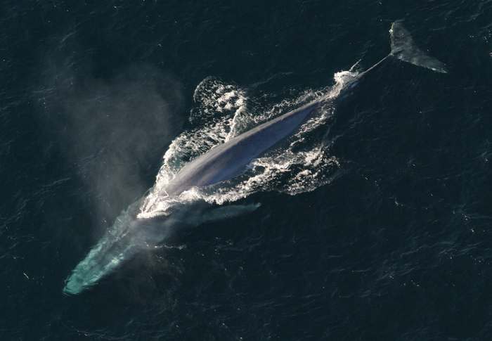 Синий (голубой) кит (Balaenoptera musculus), фото новости о животных фотография киты