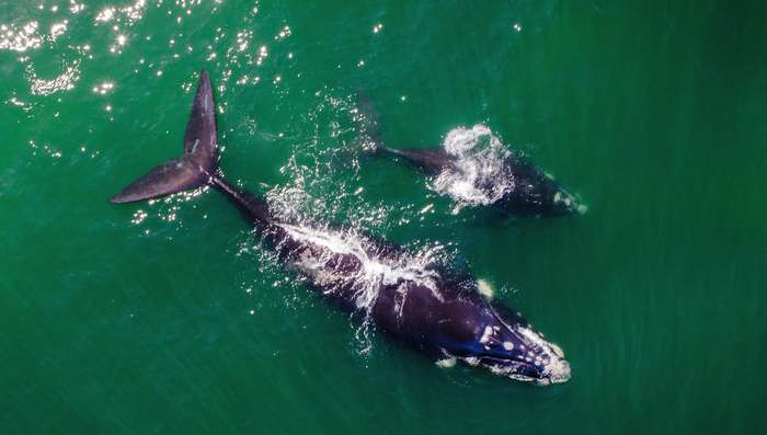 Южный гладкий кит (Eubalaena australis), фото животные картинка