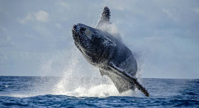Горбатый кит (Megaptera novaeangliae), фото млекопитающие фотография