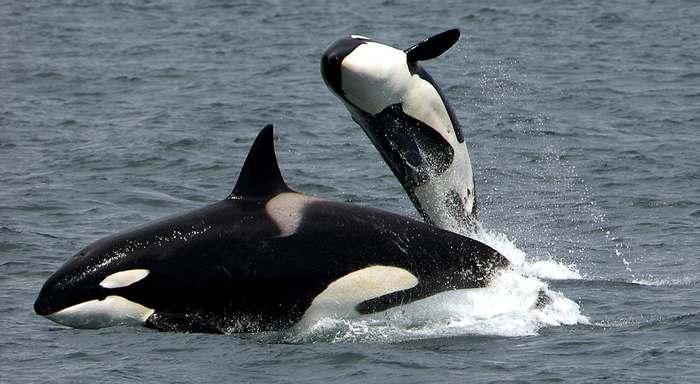 Косатка (Orcinus orca) кит-убийца, фото животные фотография