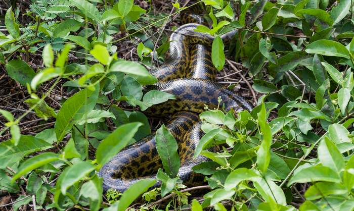 Анаконда (Eunectes murinus), фото новости о животных фотография змеи