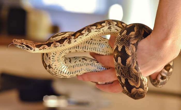 Темный тигровый питон (Python bivittatus), фото змеи фотография