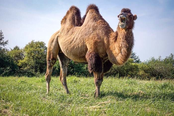 Двугорбые верблюды (Camelus bactrianus), фото фотография