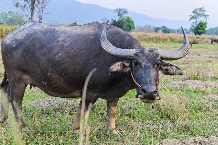Азиатский буйвол (Bubalus bubalis), фото быки картинка