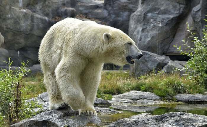 Белый медведь (Ursus maritimus), фото хищники картинка