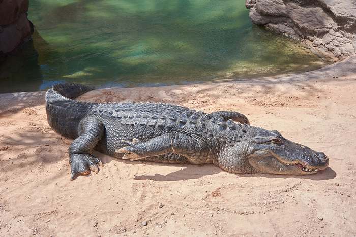 Крокодил, фото рептилии фотография