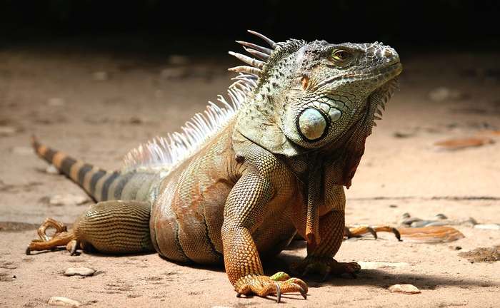 Зеленая игуана (Iguana iguana), фото ящерицы фотография