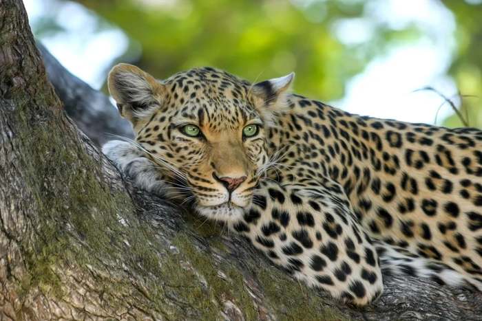 Леопард, барс (Panthera pardus), фото дикие кошки фотография