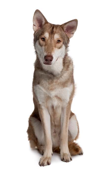 Саарлооская волчья собака, фото породы собак фотография