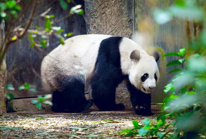 Большая панда (Ailuropoda melanoleuca), фото 