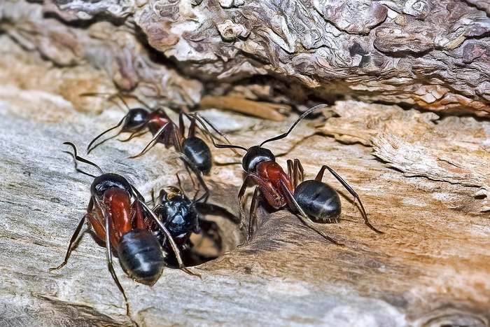 Европейский муравей-древоточец (Camponotus ligniperda), фото насекомые фотография