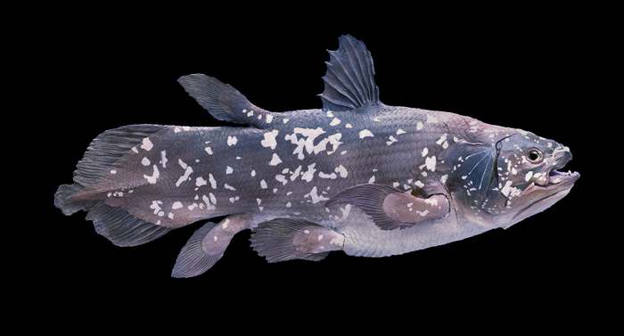 Латимерия (Latimeria chalumnae), фото рыбы фотография
