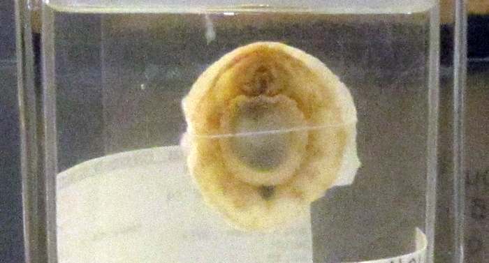 Неопилина Галатеи (Neopilina galatheae), фото головоногий моллюск картинка рисунок