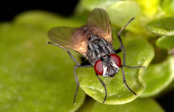 Комнатная муха (Musca domestica), фото насекомые фотография