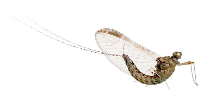 Поденка (Ephemeroptera), фото насекомые фотография