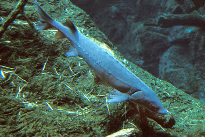 Озерный осетр (Acipenser fulvescens), фото фотография рыбы