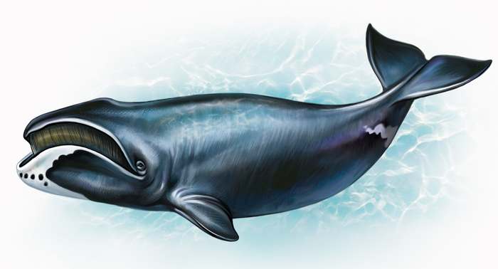 Полярный, или гренландский кит (Balaena mysticetus), рисунок картинка