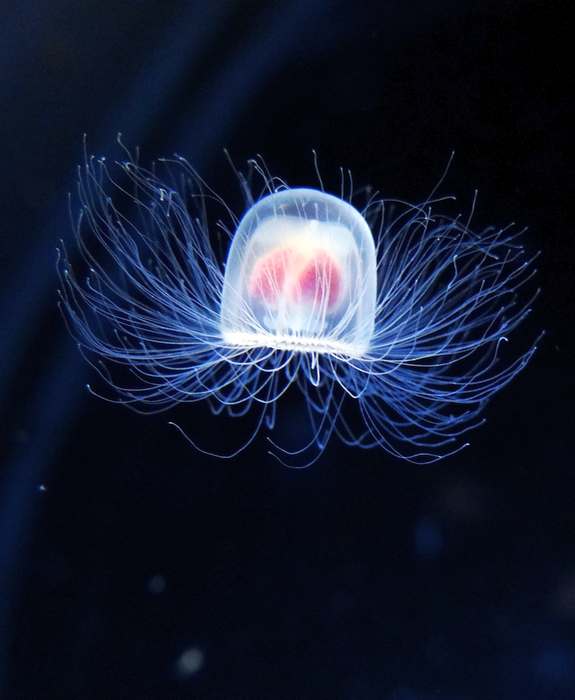 Гидроидная медуза (Turritopsis nutricula), фото фотография