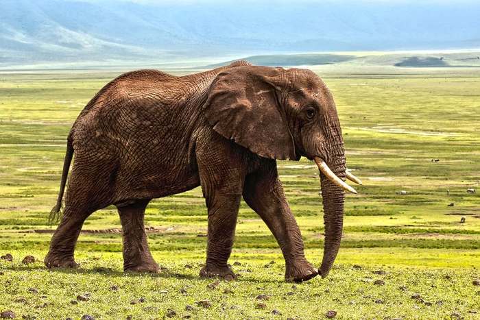 Африканский слон (Loxodonta africana), фото животные картинка