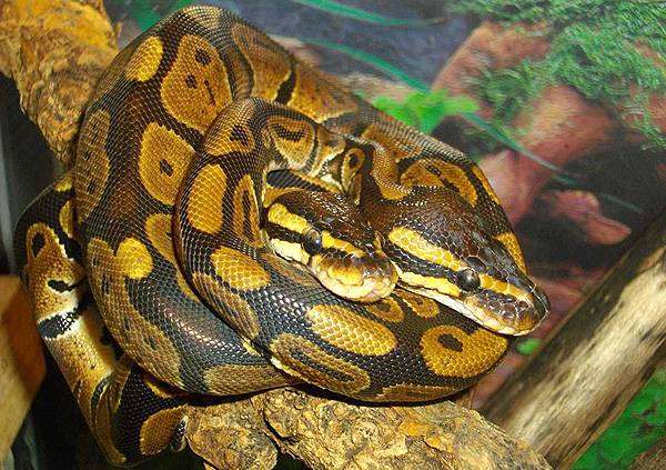 Королевский питон (Python regius), фото змеи, фотография рептилии