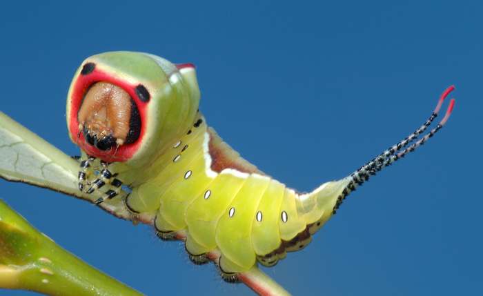 Большая гарпия, или вилохвост (Dicranura vinula) гусеница, фото бабочки фотография