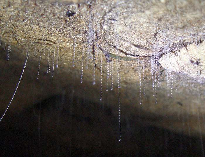Слизистый шелк грибного комарика-светлячка (Arachnocampa luminosa), фото насекомые фотография
