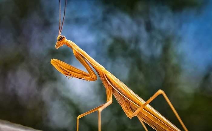 Обыкновенный богомол (Mantis religiosa), фото насекомые фотография