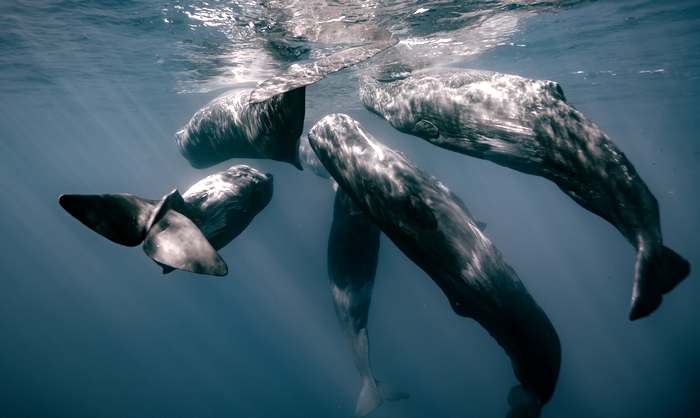 Кашалот (Physeter macrocephalus), фото киты фотография