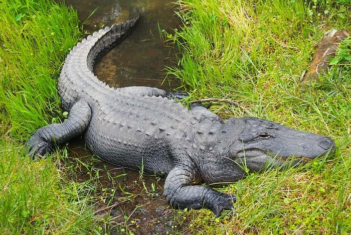 Миссисипский аллигатор, или щучий аллигатор (Alligator mississippiensis), фото пресмыкающиеся фотография